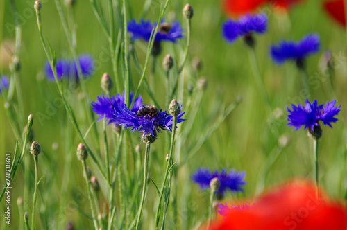 Poppies in the meadow