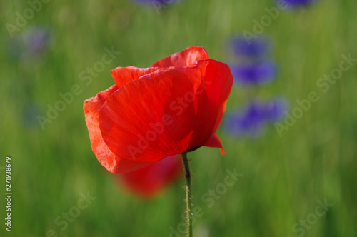Poppies in the meadow
