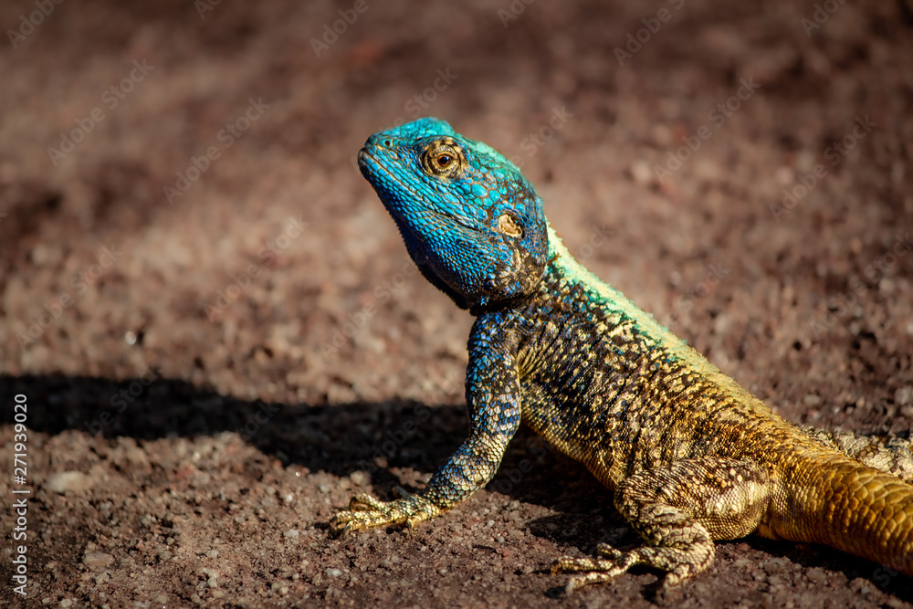 Blue Tree Agama Lizard Blue Tree Agama Lizard