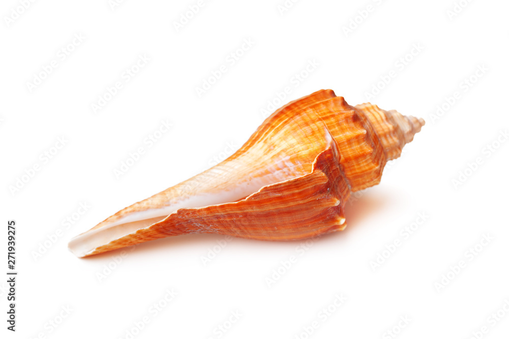 Sea shell on white background Sea shell on white background