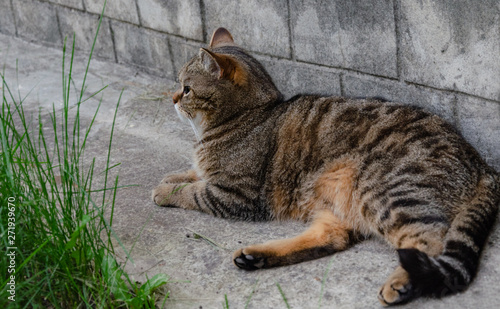 Fototapeta Naklejka Na Ścianę i Meble -  Domestic cat basking in the sun
