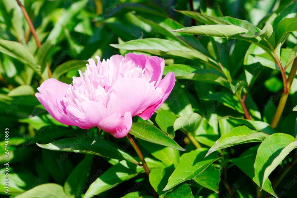 Pink double flowered Peony in the garden