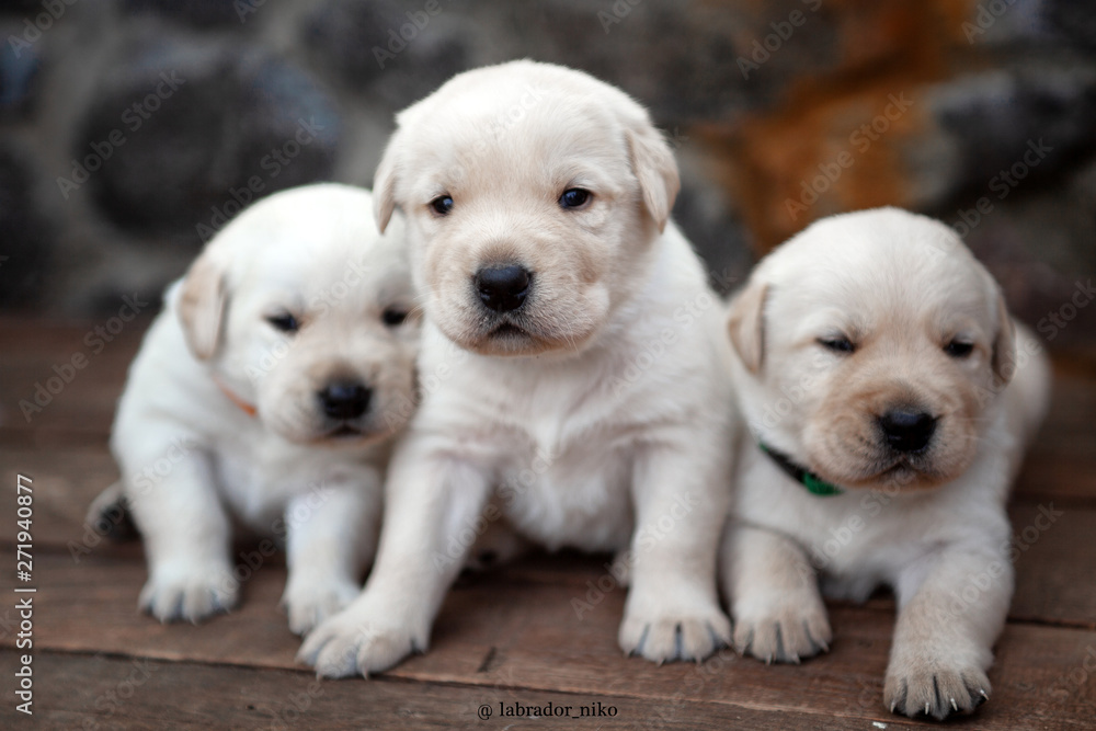 two puppies in front of a wooden background