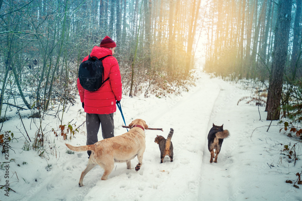 A man with two dogs and a cat walks in a snowy pine forest in winter