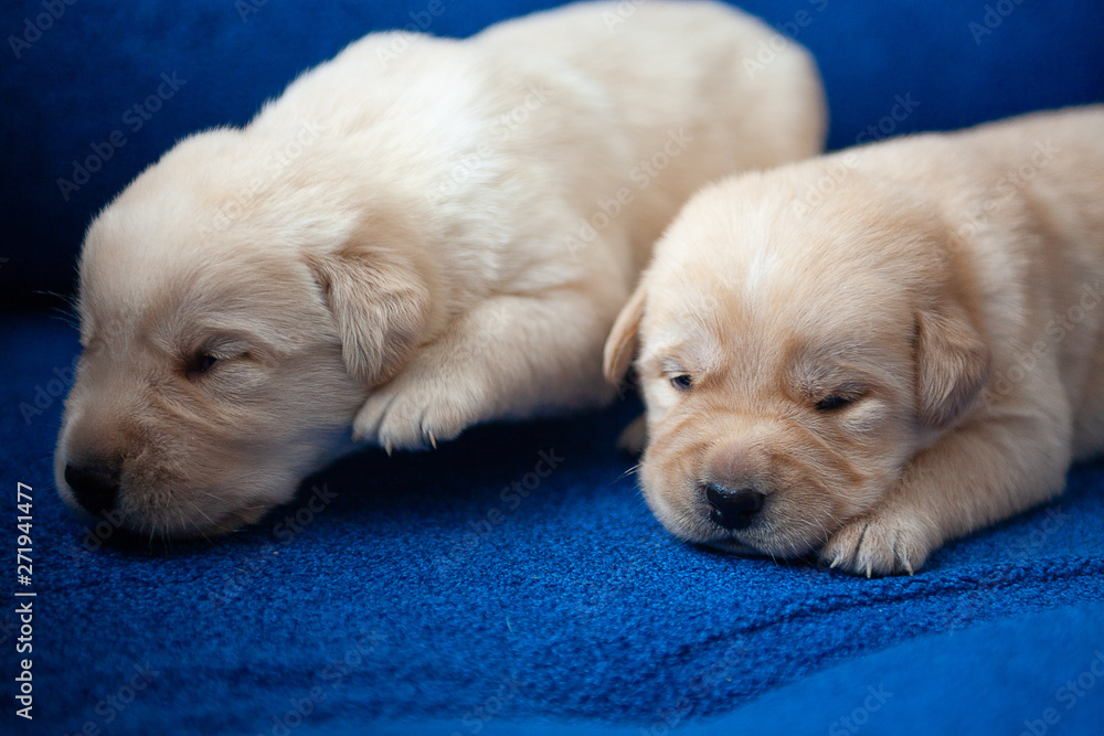 golden retriever puppy on white background