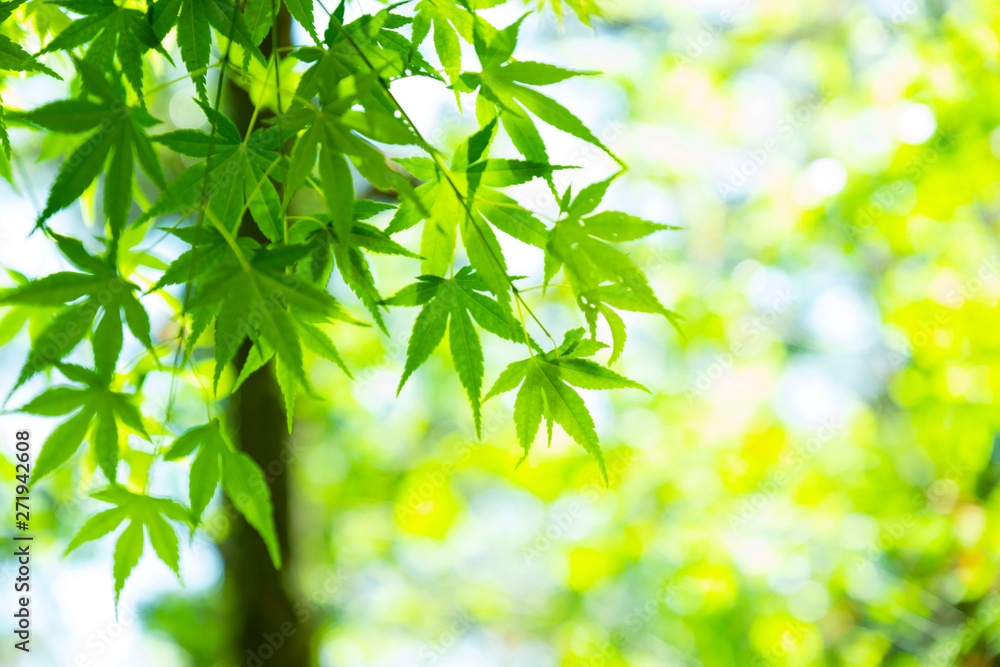 Out-of-focus green leaf with richness of sunlight Out-of-focus green leaf with richness of sunlight
