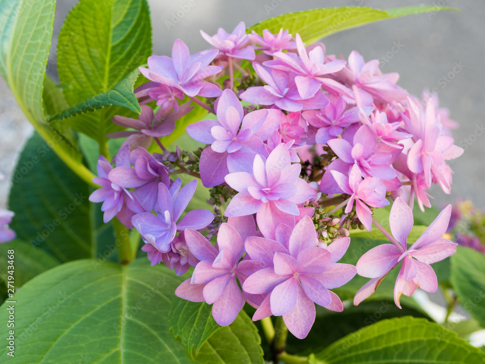 Blooming Hydrangea paniculata or Panicled hydrangea. Pink flowers with green leaves. Blooming Hydrangea paniculata or Panicled hydrangea. Pink flowers with green leaves.