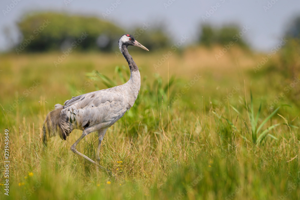 Common Crane - Grus grus, beautiful large bird from Euroasian fields and meadows, Hortobagy National Park, Hungary. Common Crane - Grus grus, beautiful large bird from Euroasian fields and meadows, Hortobagy National Park, Hungary.