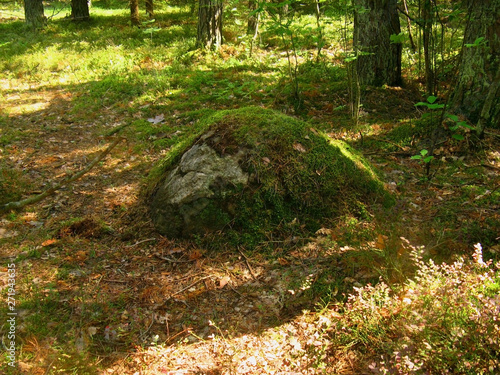 Large boulder covered with moss in the forest.