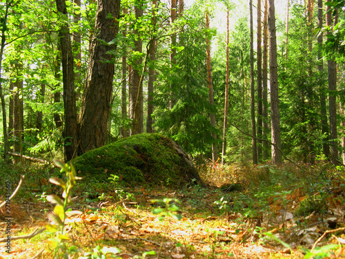 Large boulder covered with moss in the forest.