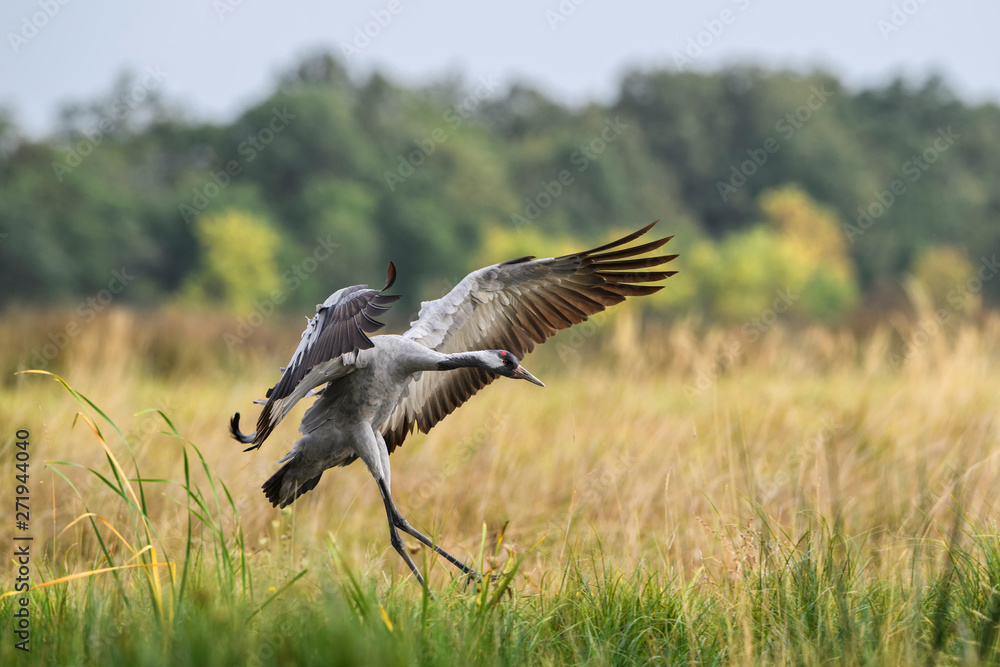 Fototapeta premium Common Crane - Grus grus, beautiful large bird from Euroasian fields and meadows, Hortobagy National Park, Hungary.