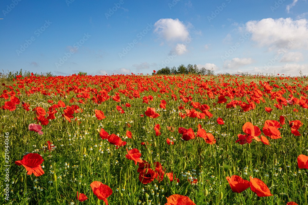 there are thousands of red poppies standing on a meadow, the sun is shining and there are white clouds in the blue sky