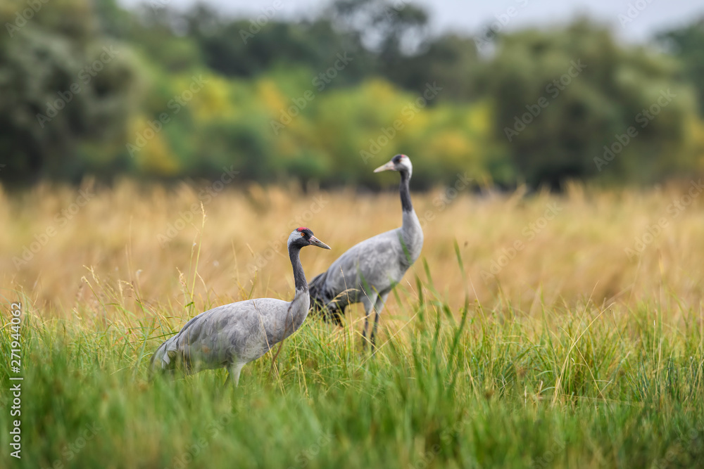 Fototapeta premium Common Crane - Grus grus, beautiful large bird from Euroasian fields and meadows, Hortobagy National Park, Hungary.