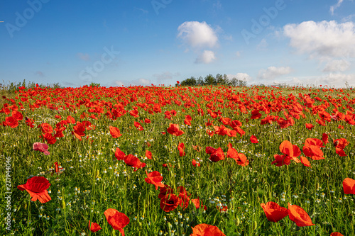 there are thousands of red poppies standing on a meadow  the sun is shining and there are white clouds in the blue sky