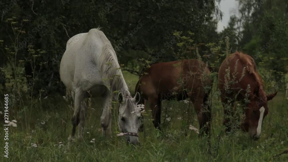 Horses grazing sappy grass in green lawn at a birch forest Horses grazing sappy grass in green lawn at a birch forest