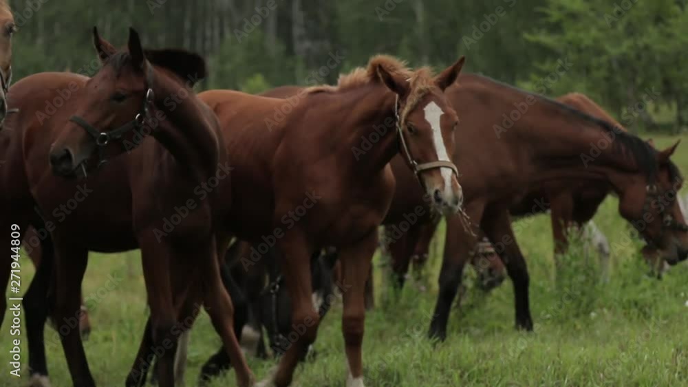 Horses grazing sappy grass in green lawn at a birch forest Horses grazing sappy grass in green lawn at a birch forest