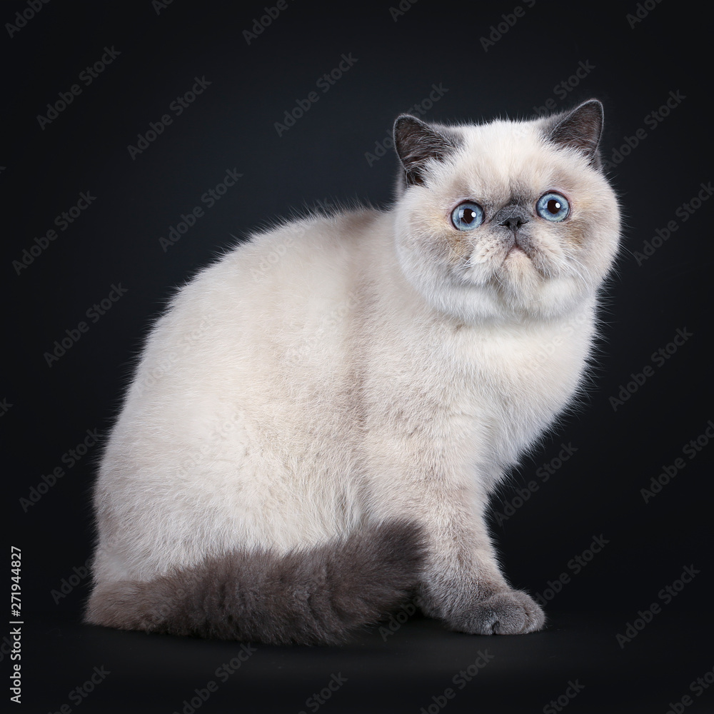 Cute blue tortie point Exotic Shorthair kitten, sitting side way. Looking straight at lens with blue eyes. Isolated on black background. Tail curled around body. Cute blue tortie point Exotic Shorthair kitten, sitting side way. Looking straight at lens with blue eyes. Isolated on black background. Tail curled around body.