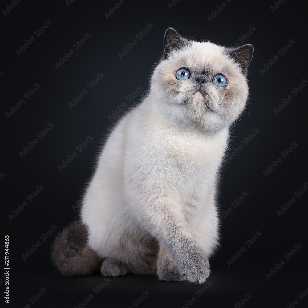 Cute blue tortie point Exotic Shorthair kitten, sitting / playing. Looking above lens with blue eyes. Isolated on black background. One paw lifted.