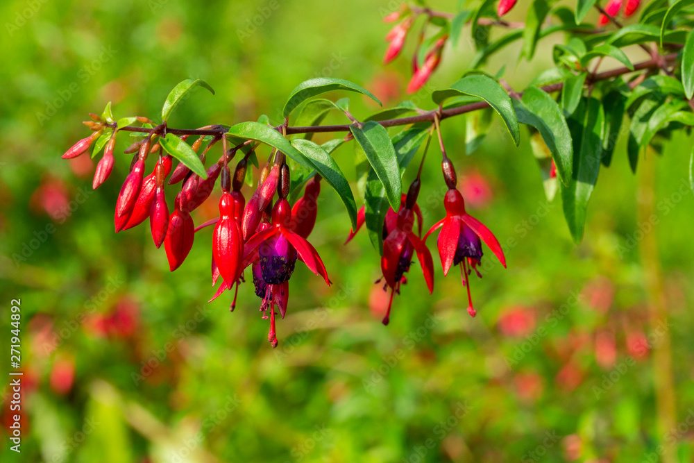 Fuchsia blooming cute red flowers, a branch of an evergreen decorative ...
