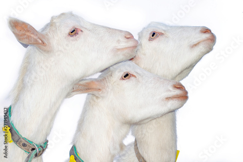 portrait of three white goats looking up on a white background