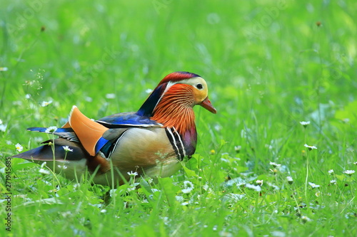 Mandarin duck in grass