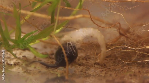 Black tadpole eating a dead young prawn photo