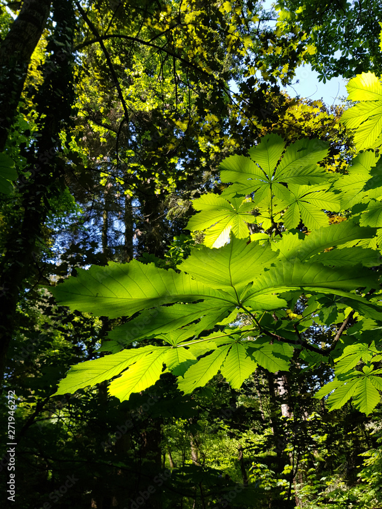 Green leaves in the sun in Botanic Garden Green leaves in the sun in Botanic Garden