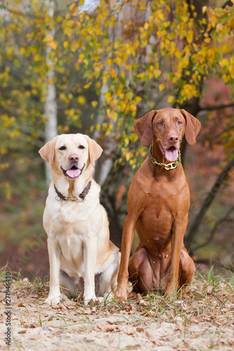 zwei Hunde im Herbstlicht