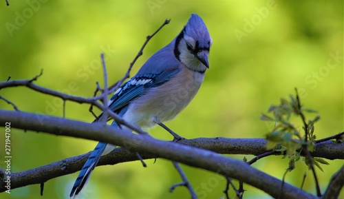 Photography Blue Jays of Toronto, Canada