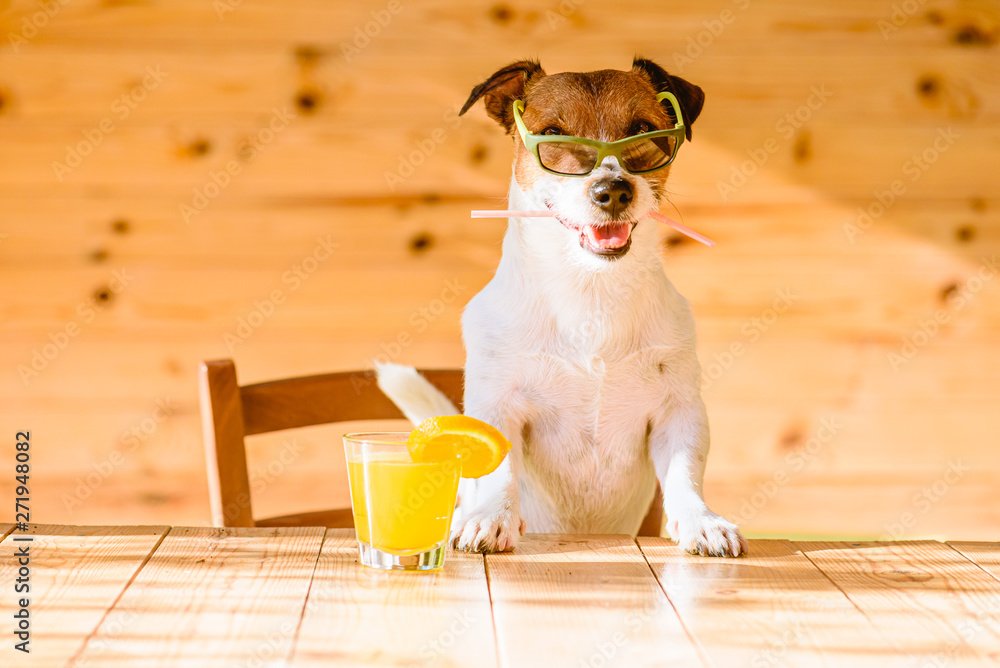 Is Orange Juice Ok For Dogs