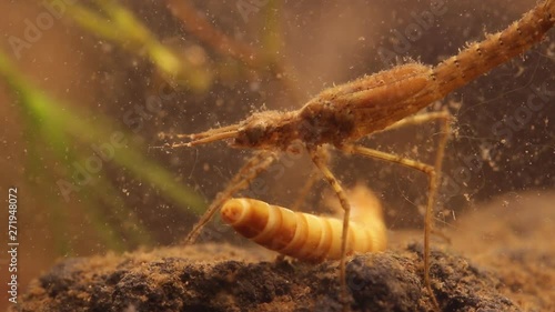 Damselfly nymph (Ischnura denticolis) eating a mealworm larvae (Tenebrio molitor), , mexican odonata photo