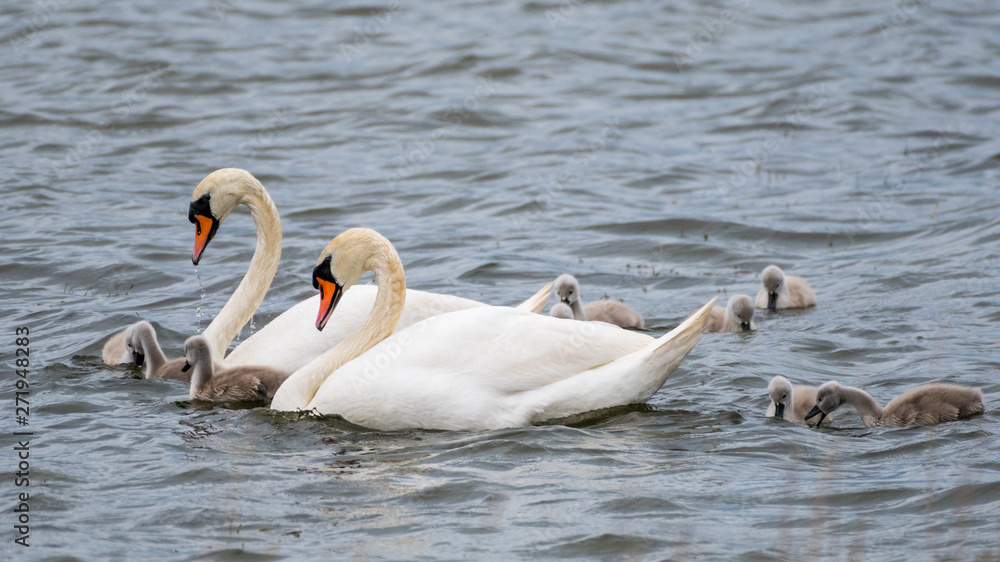 Isolated beautiful family of mute swans, parents and youngsters in the wild- Danube Delta Romania Isolated beautiful family of mute swans, parents and youngsters in the wild- Danube Delta Romania