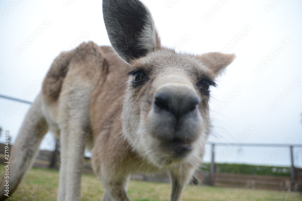 Fototapeta premium kangaroo