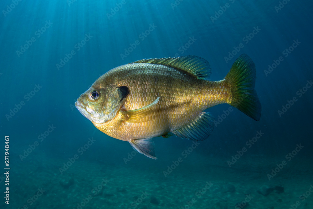 Fototapeta premium Bluegill