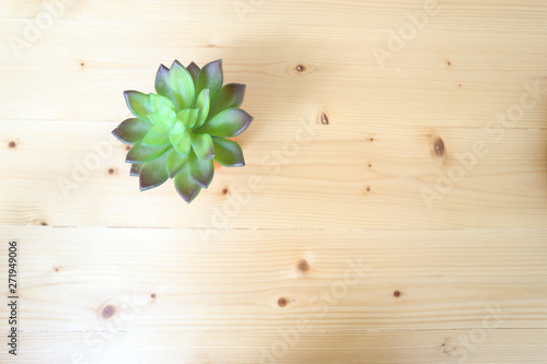 echeveria top view on wood table decoration