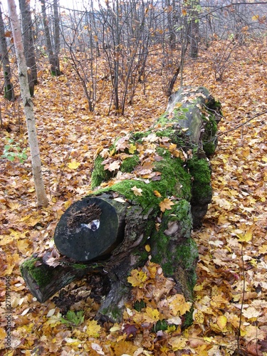 Herbst Baumstam und Blätter. 