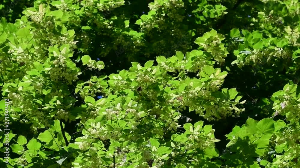 Vanessa cardui butterfly on linden tree flowers macro 4k video Vanessa cardui butterfly on linden tree flowers macro 4k video