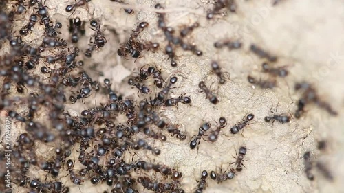 Black ants hard working. Macro footage.