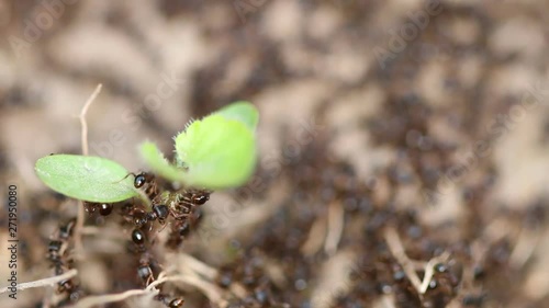 Ants hard working