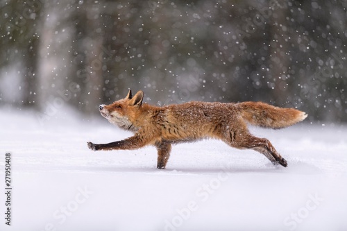 Red fox running on snowy landscape