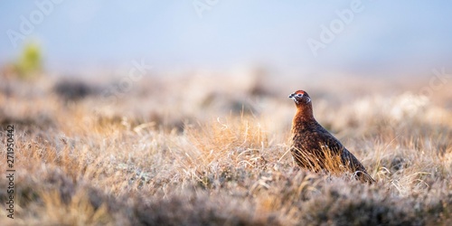 Red Grouse (Lagopus lagopus scotica) in heathland, Highlands, Scotland, United Kingdom, Europe photo