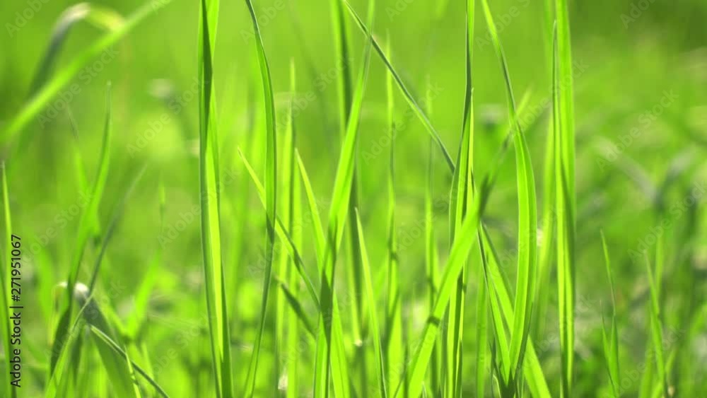 Vibrant green grass close-up. Green grass macro. Abstract natural background of green grass and beauty blurred bokeh. Summer. Vibrant green grass close-up. Green grass macro. Abstract natural background of green grass and beauty blurred bokeh. Summer.
