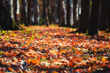 Footpath in the Autumn forest. Fallen leaves on the ground, nature background.