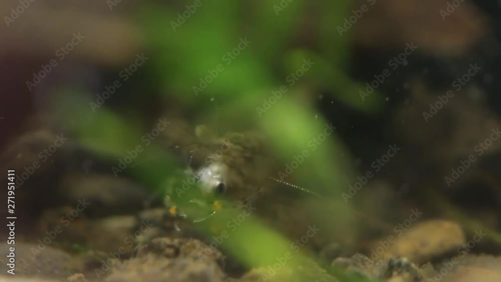 Mexican freshwater shrimp eating little fish alive Mexican freshwater shrimp eating little fish alive