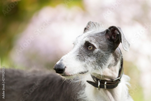 Rasseportrait des hundes Galgo Espanola