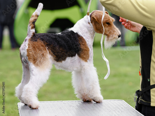 Fox Terrier at the dog show.
