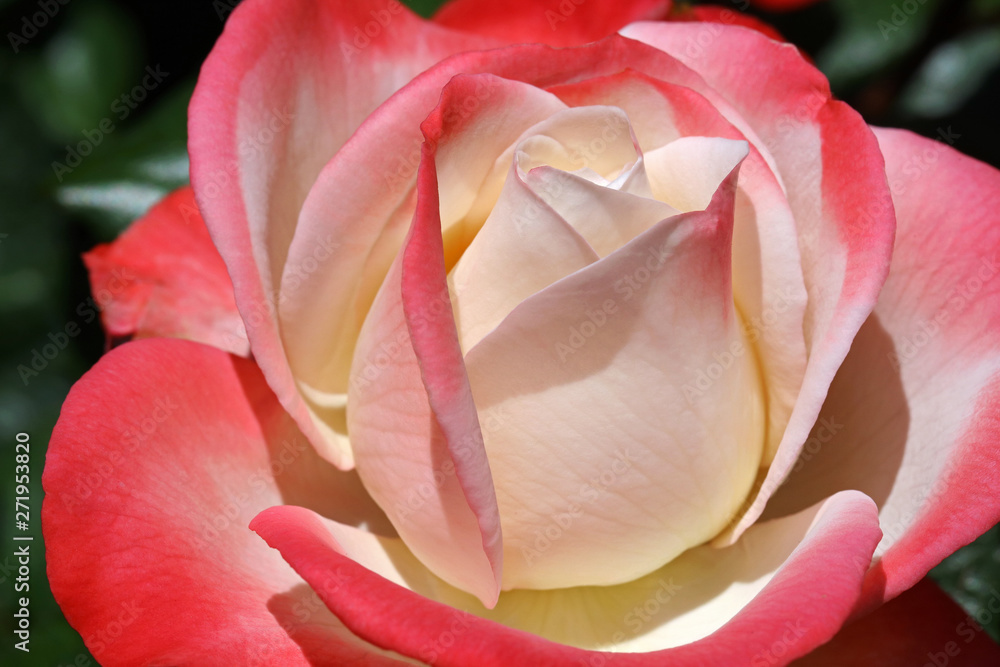 Fototapeta premium Rosenblüte