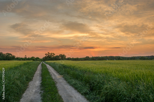 Dirt road through green fields, horizon and colorful sky after sunset