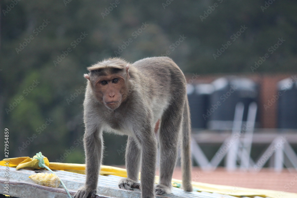 Naklejka premium Monkey 