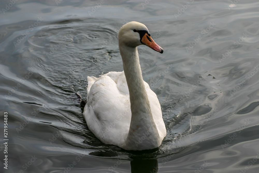 A swan at the lake of Kastoria, Macedonia, Greece A swan at the lake of Kastoria, Macedonia, Greece
